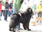 Превью фото № 134856