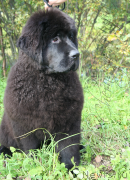 Превью фото № 134907