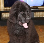 Превью фото № 134941