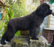 Превью фото № 134945