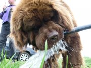 Превью фото № 134982