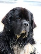 Превью фото № 134988