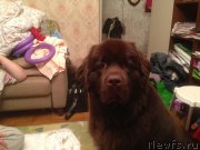 Превью фото № 134999