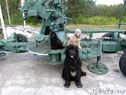 Превью фото № 135042