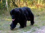 Превью фото № 135045