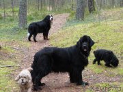 Превью фото № 135049