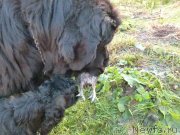 Превью фото № 135052