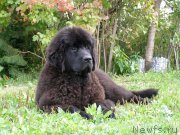 Превью фото № 135064