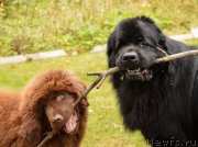 Превью фото № 135097