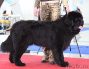 Превью фото № 135105