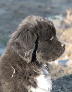 Превью фото № 135109