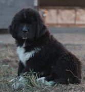 Превью фото № 135110