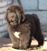 Превью фото № 135113