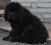 Превью фото № 135114