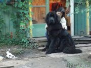 Превью фото № 135117