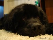 Превью фото № 135119