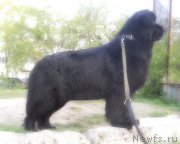 Превью фото № 135138