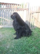 Превью фото № 135140