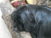 Превью фото № 135142