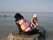 Превью фото № 135160