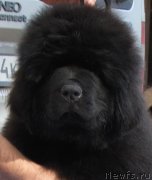 Превью фото № 135175