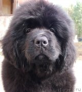 Превью фото № 135178