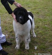 Превью фото № 135254