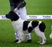 Превью фото № 135255