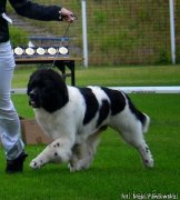 Превью фото № 135257