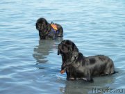 Превью фото № 135263