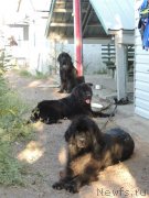 Превью фото № 135268