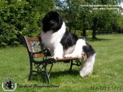 Превью фото № 135290