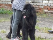 Превью фото № 135294