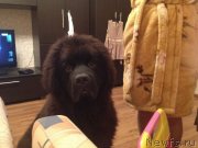 Превью фото № 135363