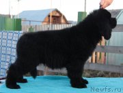 Превью фото № 135378