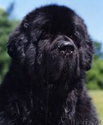 Превью фото № 135379