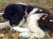 Превью фото № 135421