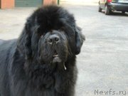 Превью фото № 135433