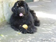 Превью фото № 135434