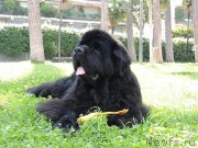 Превью фото № 135435