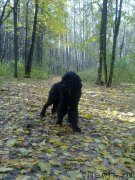 Превью фото № 135457