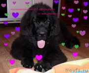 Превью фото № 135459