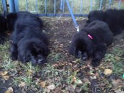 Превью фото № 135462