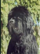 Превью фото № 135464