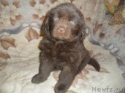 Превью фото № 135515