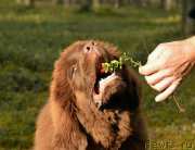 Превью фото № 135517