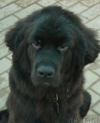 Превью фото № 135528