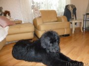 Превью фото № 135550