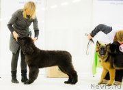 Превью фото № 135559