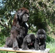 Превью фото № 135584